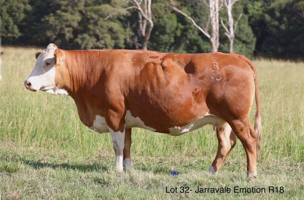 Jarravale Simmentals5.jpg