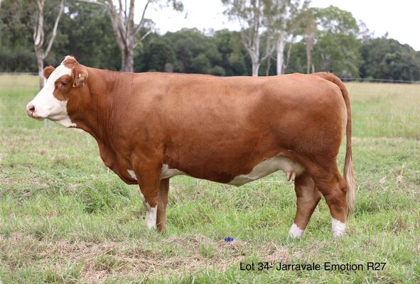 Jarravale Simmentals 4.jpg