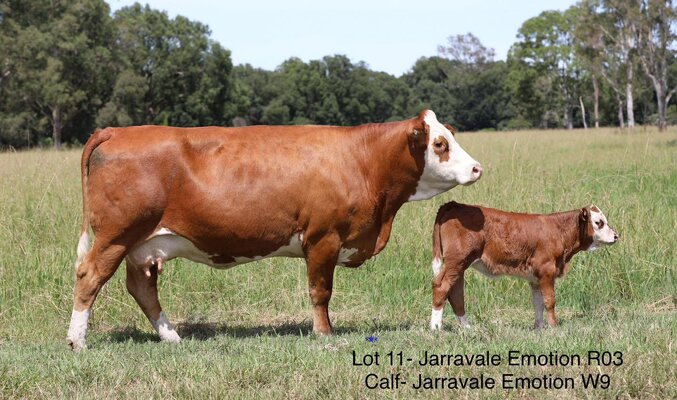 Jarravale Simmentals 3.jpg