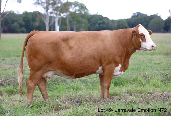 Jarravale Herd Reduction Sale 2.jpg