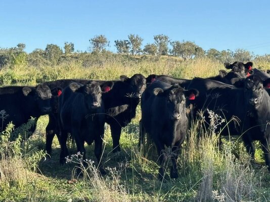 TRLX Tamworth Store Cattle Sale 1.jpg