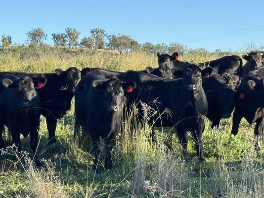 TRLX Store Cattle Sale 2.jpg