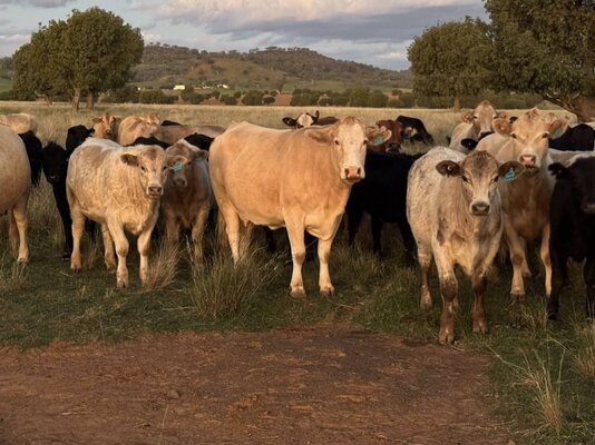 TRLX Store Cattle Sale 3.jpg