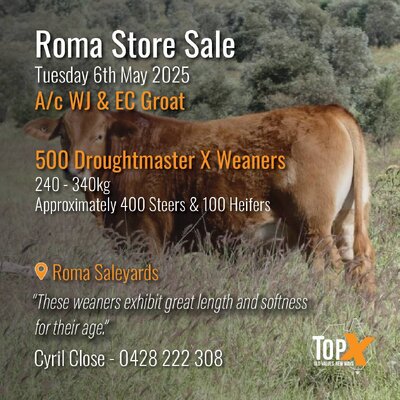 Roma Cattle Sale 1.jpg Roma Cattle Sale 1.jpg