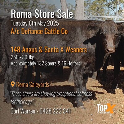 Roma Cattle Sale 3.jpg Roma Cattle Sale 3.jpg