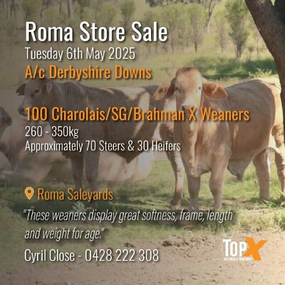 Roma Cattle Sale 2.jpg Roma Cattle Sale 2.jpg