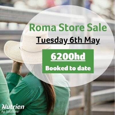 Roma Cattle Sale 6.jpg Roma Cattle Sale 6.jpg