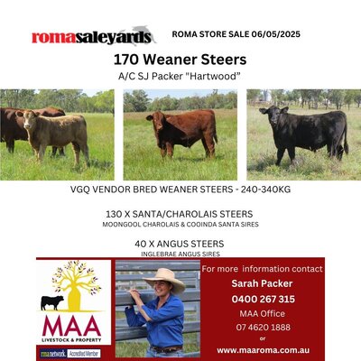 Roma Cattle Sale 8.jpg Roma Cattle Sale 8.jpg