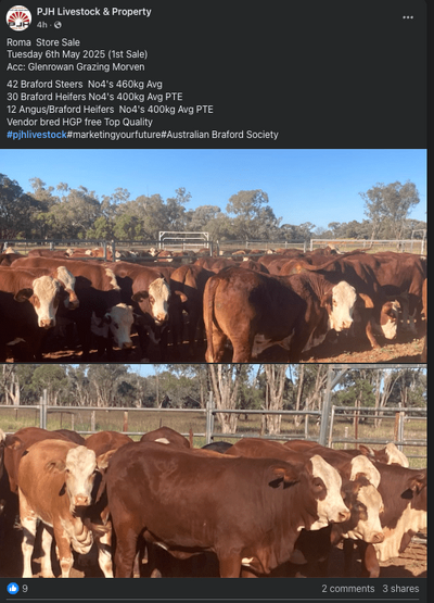 Roma Store Cattle Sale.png Roma Store Cattle Sale.png