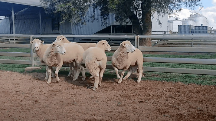 5 Rams .png