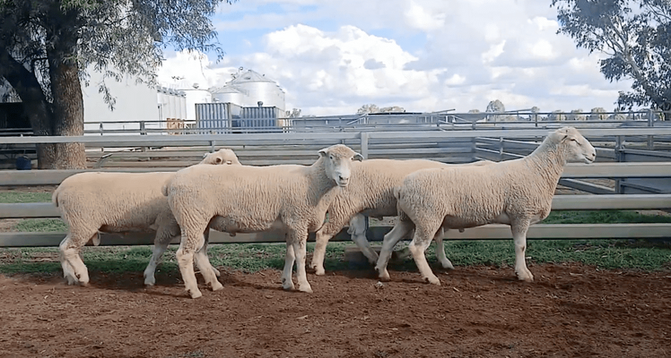 4 Rams .png