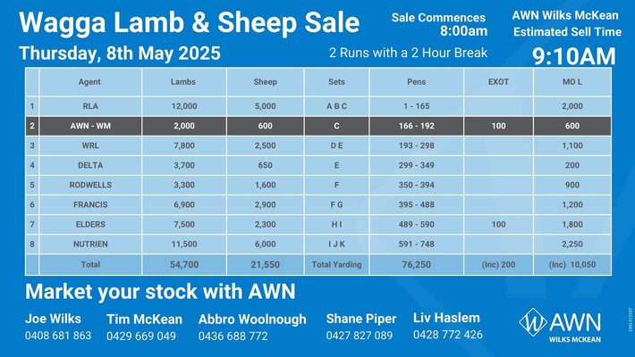 Wagga Sheep & Lamb 2.jpg Wagga Sheep & Lamb 2.jpg