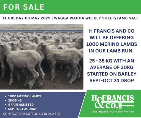 Wagga Sheep & Lamb 4.jpg Wagga Sheep & Lamb 4.jpg