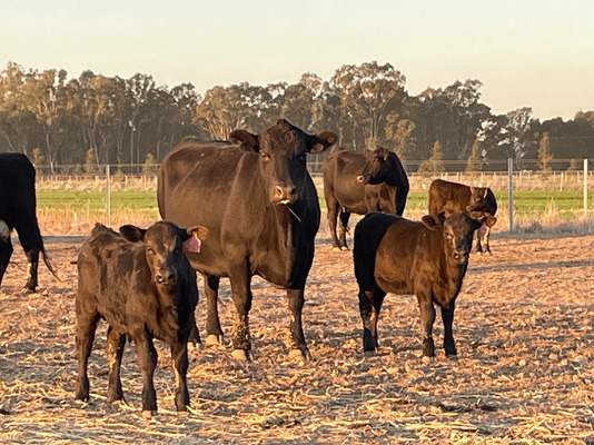 NSWM Cows & Calves .png