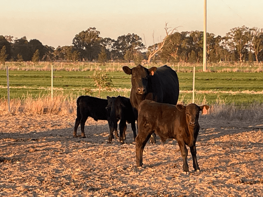NSWM Cows & Calves 2.png