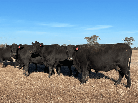 NSWM Cows & Calves 16.png