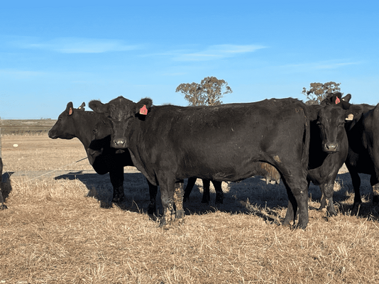 NSWM Cows & Calves 15.png