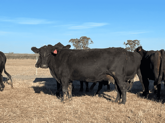 NSWM Cows & Calves 14.png
