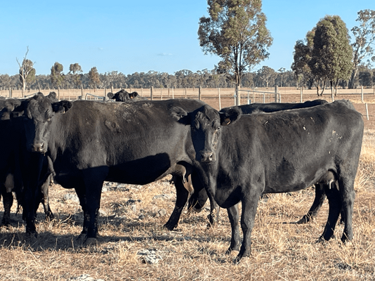 NSWM Cows & Calves 13.png