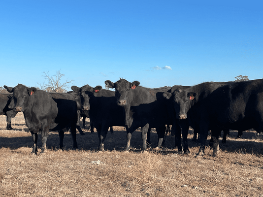 NSWM Cows & Calves 12.png