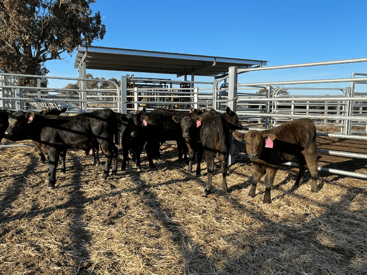 NSWM Cows & Calves 11.png
