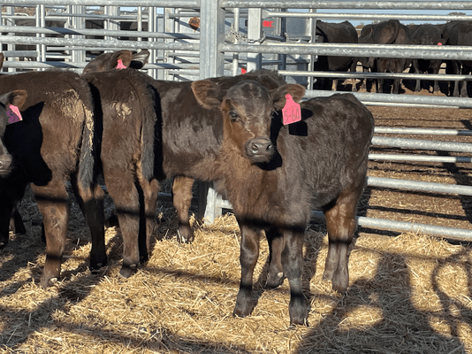 NSWM Cows & Calves 10.png