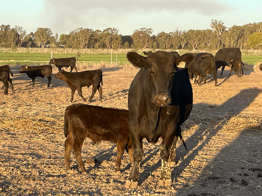 NSWM Cows & Calves 9.png