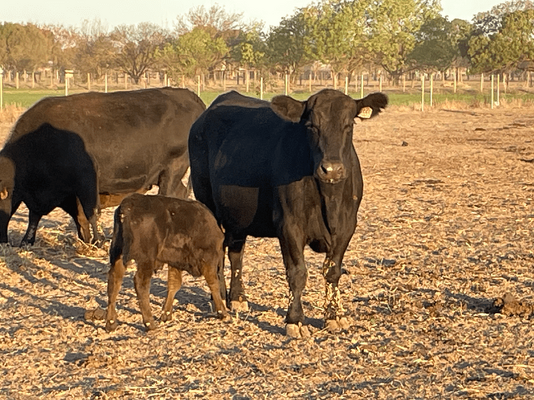 NSWM Cows & Calves 8.png