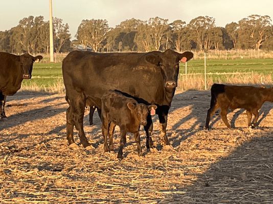 NSWM Cows & Calves 7.png
