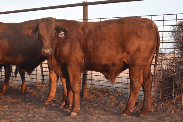 Weaned Steers .png