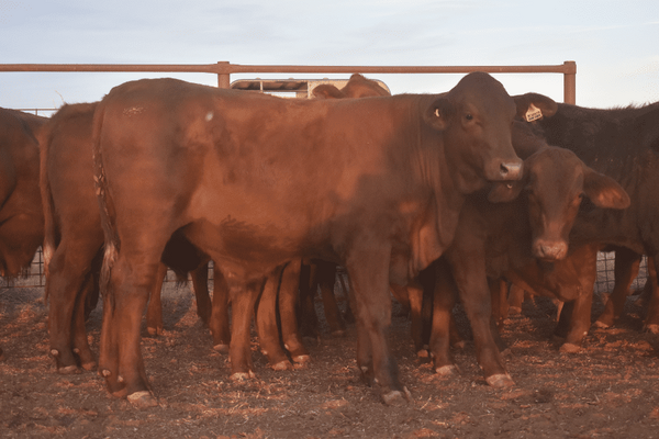 Weaned Steers 2.png