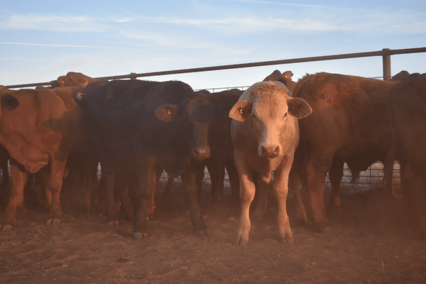 Weaned Steers 13.png