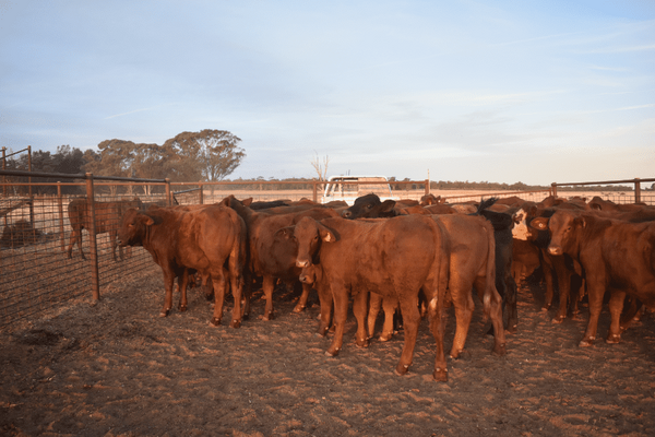 Weaned Steers 12.png
