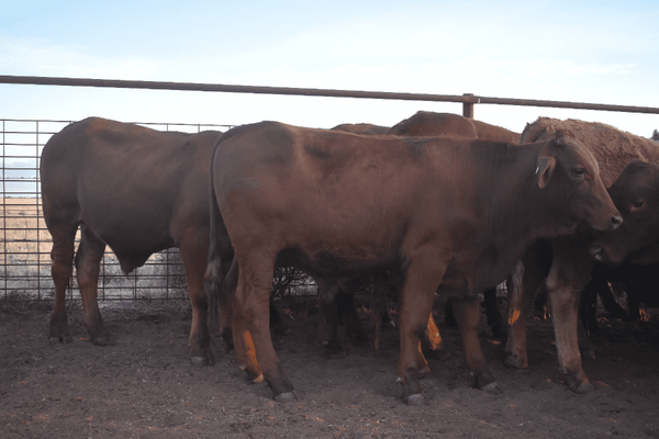 Weaned Steers 11.png