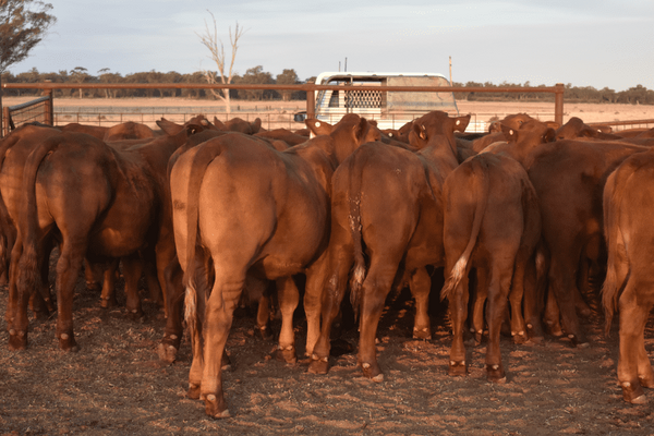 Weaned Steers 10.png