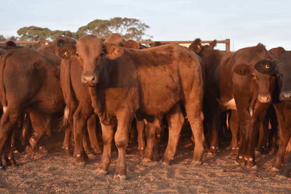Weaned Steers 9.png