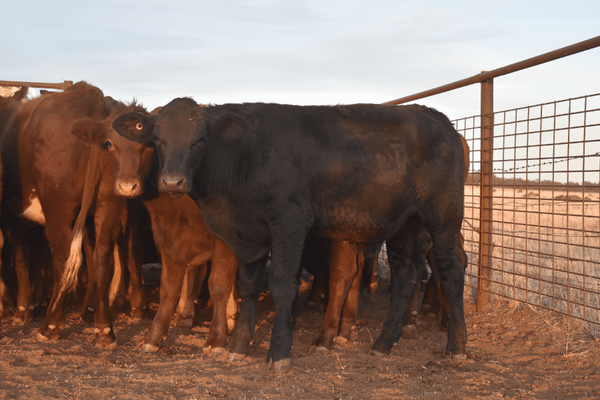Weaned Steers 8.png
