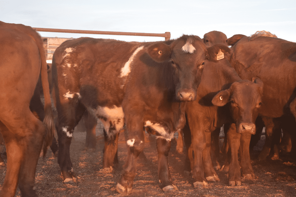 Weaned Steers 7.png