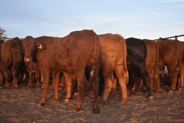 Weaned Steers 6.png