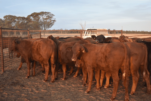 Weaned Steers 5.png