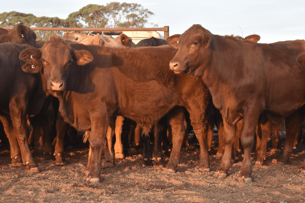Weaned Steers 4.png