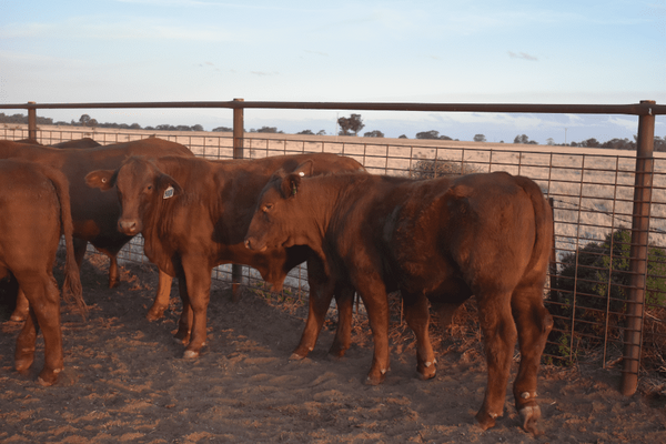 Weaned Steers 3.png