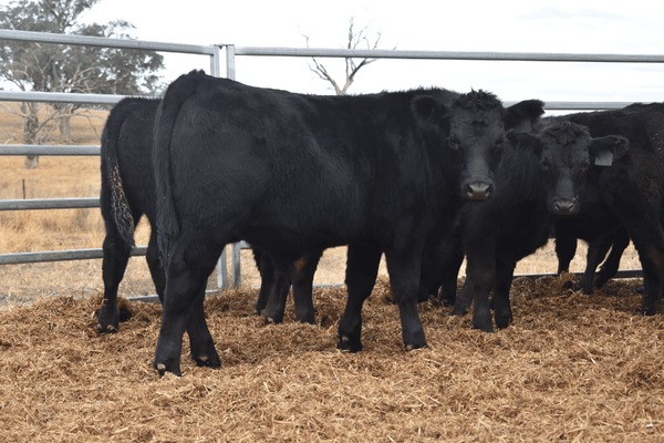Weaned Steers .png