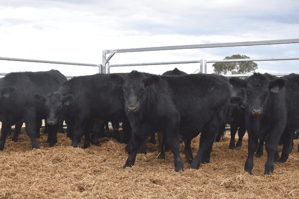 Weaned Steers 2.png