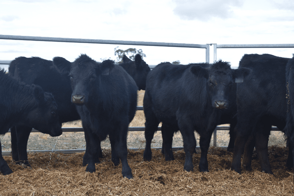 Weaned Steers 14.png