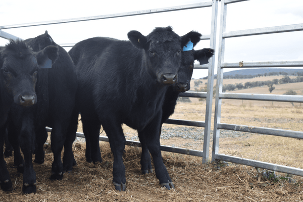 Weaned Steers 13.png
