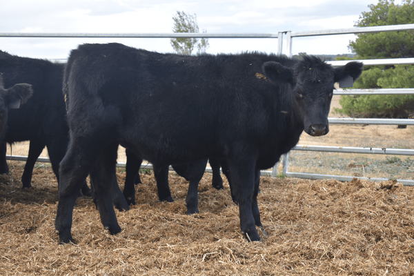Weaned Steers 12.png