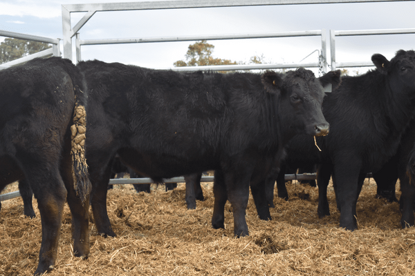 Weaned Steers 11.png