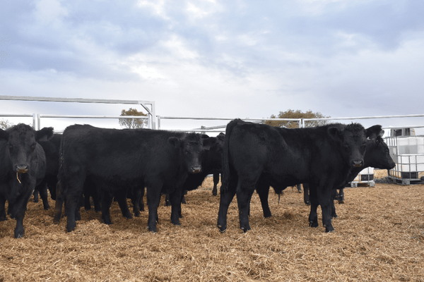Weaned Steers 10.png