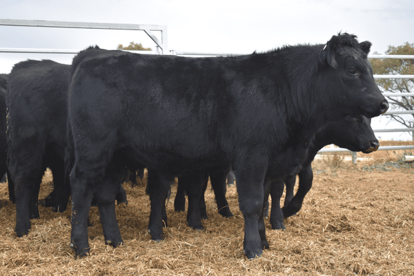 Weaned Steers 9.png